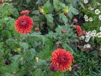 Chrysanthemum Lisa