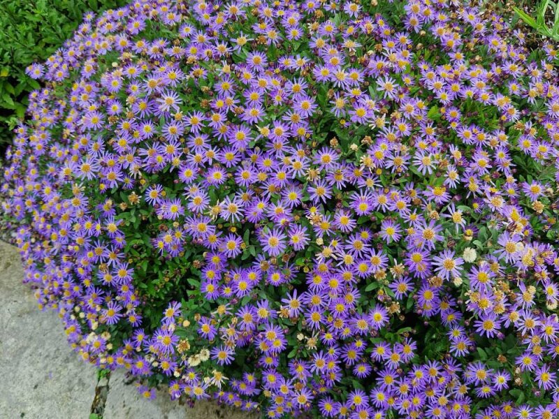 Aster ageratoides Sternenkuppel
