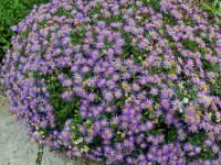 Aster ageratoides Sternenkuppel