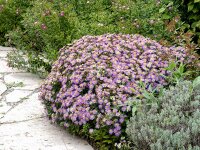 Aster ageratoides Sternenkuppel