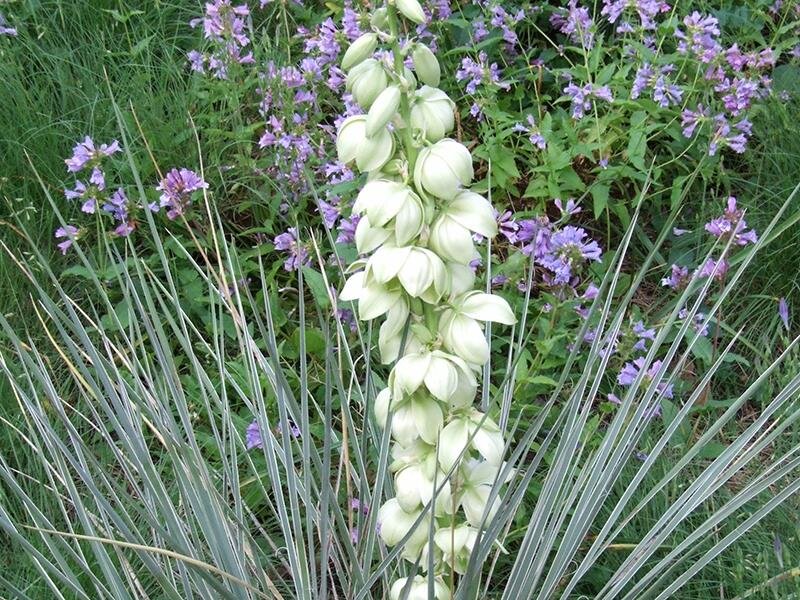 Yucca glauca (Yucca angustifolia)