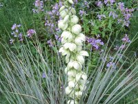 Yucca glauca (Yucca angustifolia)