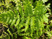 Dryopteris dilatata (austriaca)