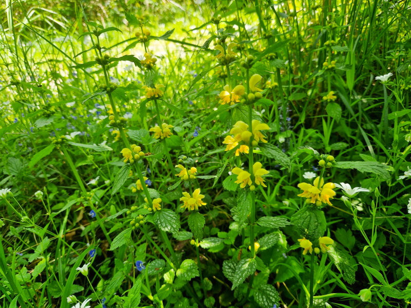Lamium galeobdolon
