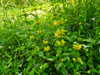 Lamium galeobdolon