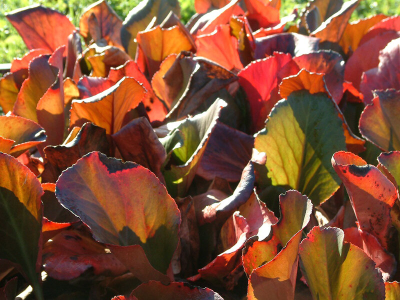 Bergenia Hybr. Abendglut