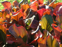 Bergenia Hybr. Abendglut