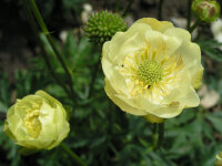 Trollius Hybr. Full Moon