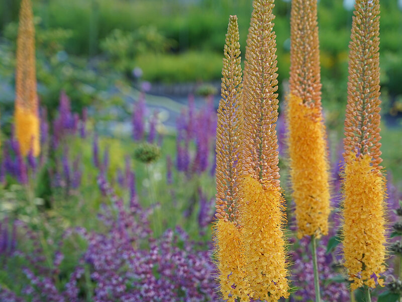 Eremurus Cleopatra (1 Stk.)