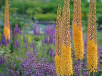 Eremurus Cleopatra (1 Stk.)