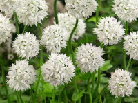 Allium amplectens Graceful Beauty P0,5