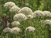 Allium nigrum (multibulbosum) P1