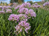 Allium senescens Avatar