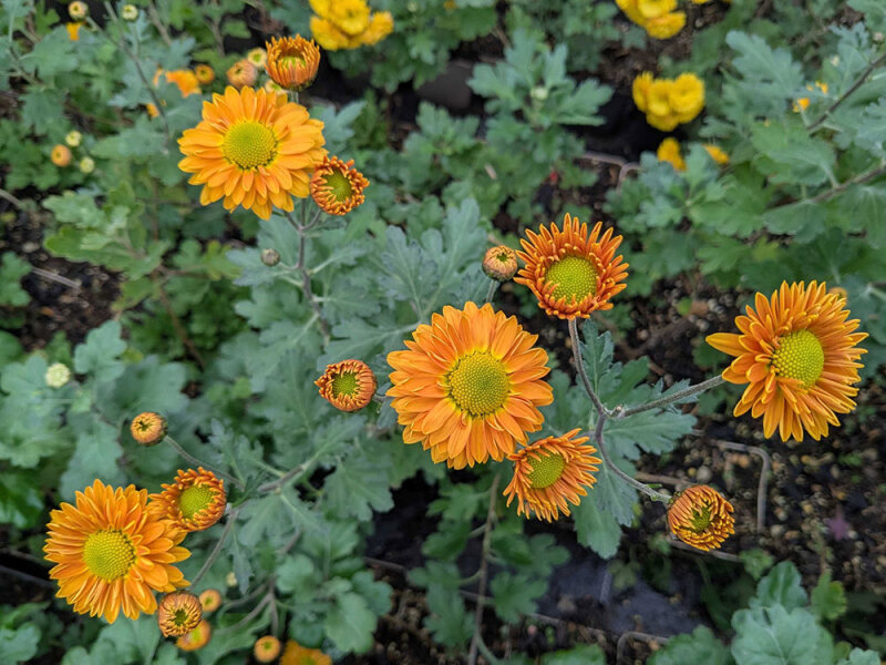 Chrysanthemum Ländler