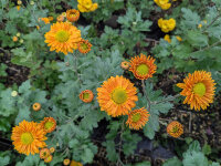 Chrysanthemum Ländler