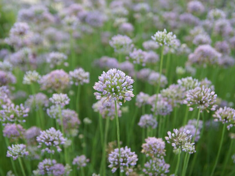 Allium angulosum Sara
