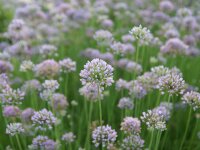 Allium angulosum Sara