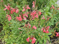 Salvia x jamensis Rosy
