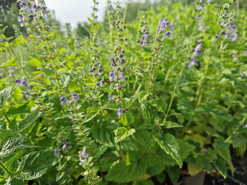Scutellaria altissima