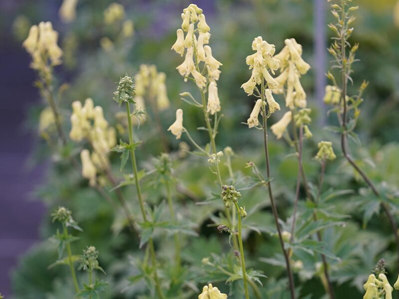 Aconitum lycoctonum subsp. vulparia