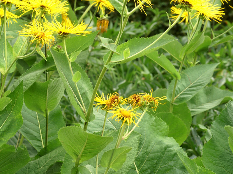 Inula helenium