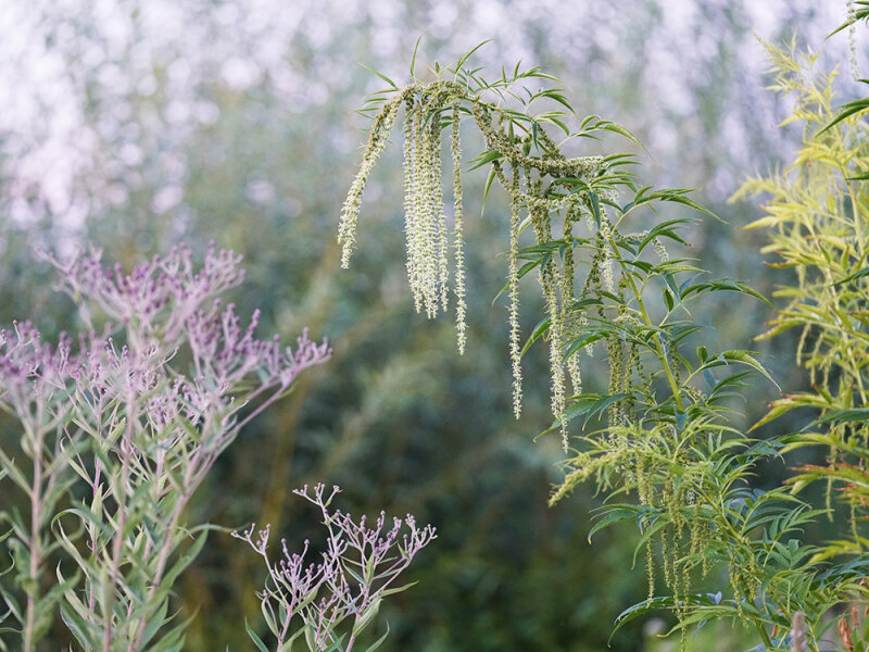 Datisca cannabina  (männliche Pflanzen)