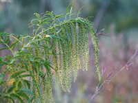 Datisca cannabina  (männliche Pflanzen)