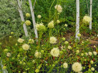 Succisa pratensis Buttermilk