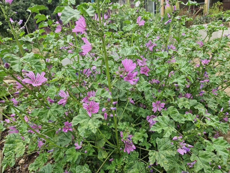 Malva sylvestris