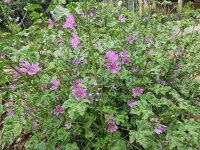 Malva sylvestris