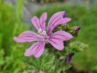 Malva sylvestris