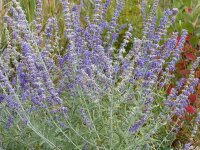 Perovskia atriplicifolia Lacey Blue ®
