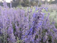 Perovskia atriplicifolia Lacey Blue ®