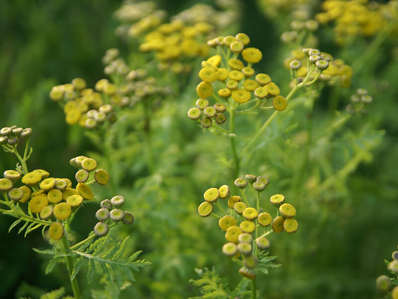 Tanacetum vulgare