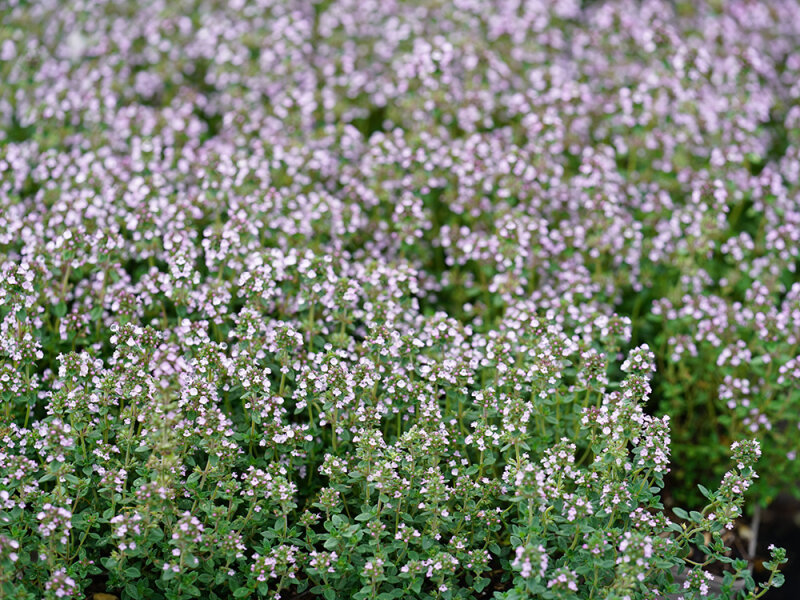 Thymus  x citriodorus