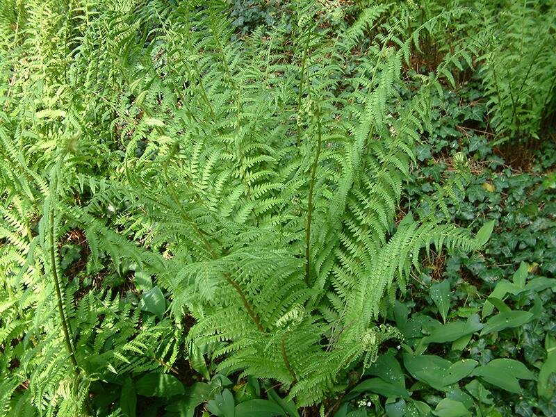 Dryopteris affinis