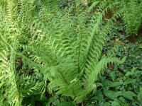 Dryopteris affinis