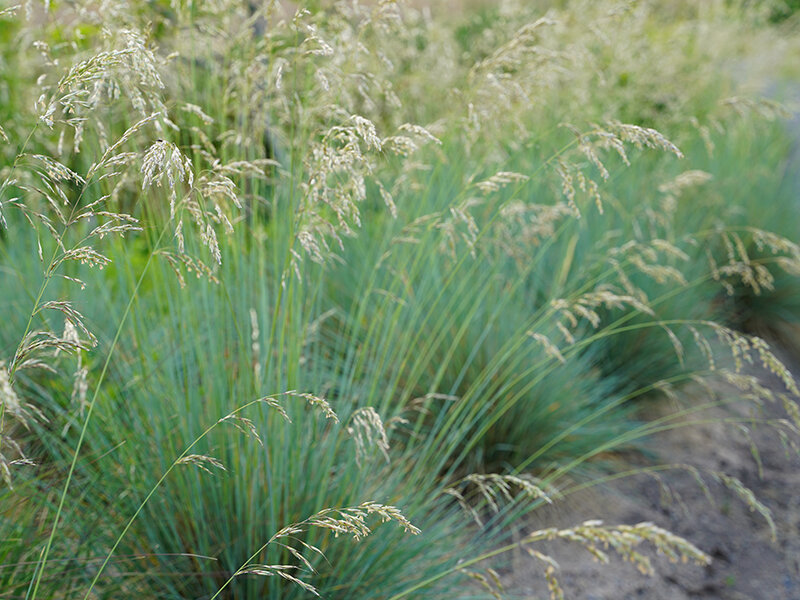 Helictotrichon sempervirens
