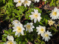 Anemone nemorosa Hilda