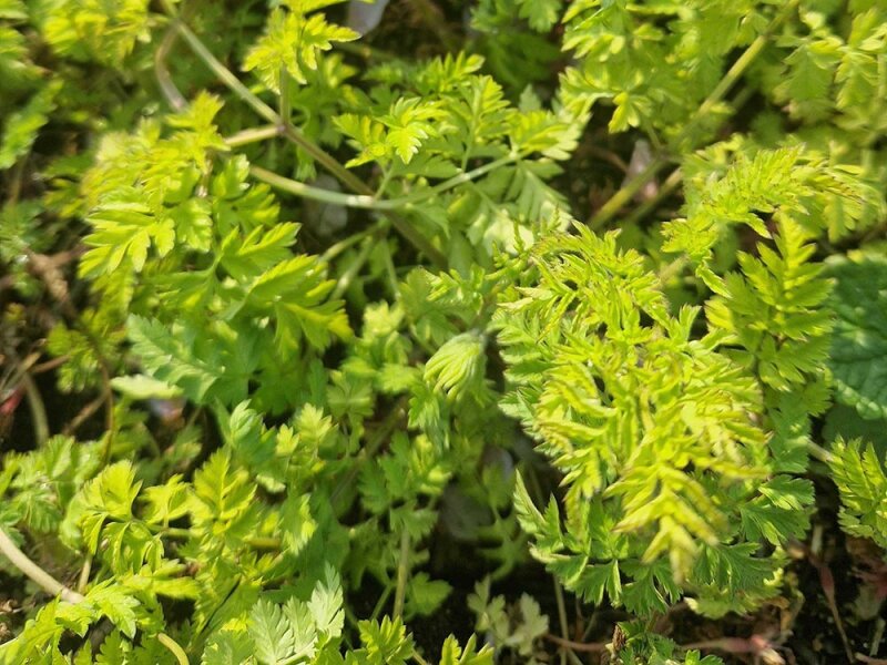 Anthriscus sylvestris Golden Fleece