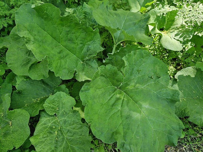 Arctium lappa