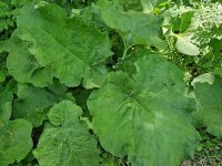 Arctium lappa