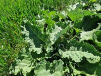 Arctium lappa