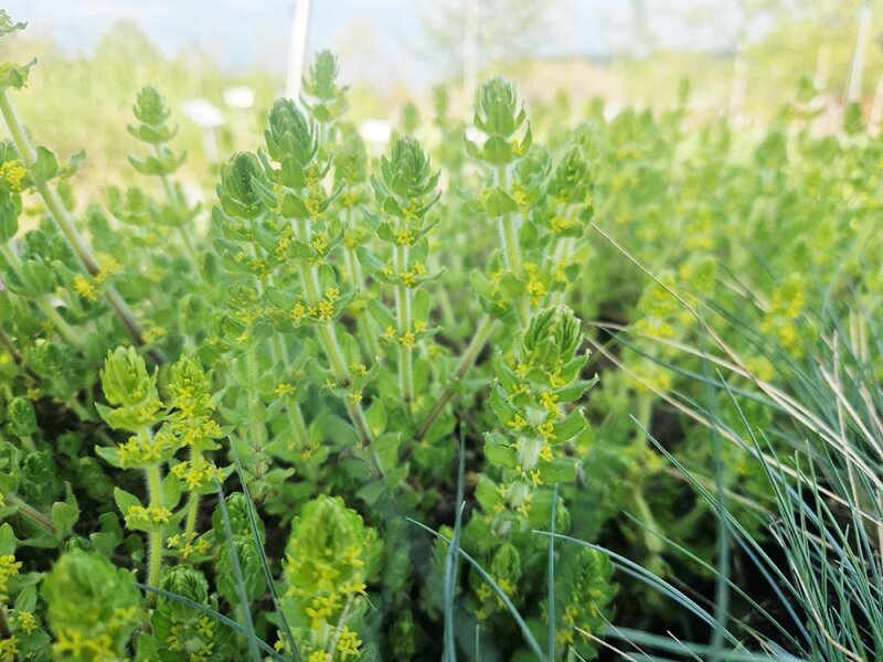 Cruciata laevipes