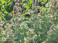 Nepeta cataria