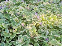 Glechoma hederacea Variegata