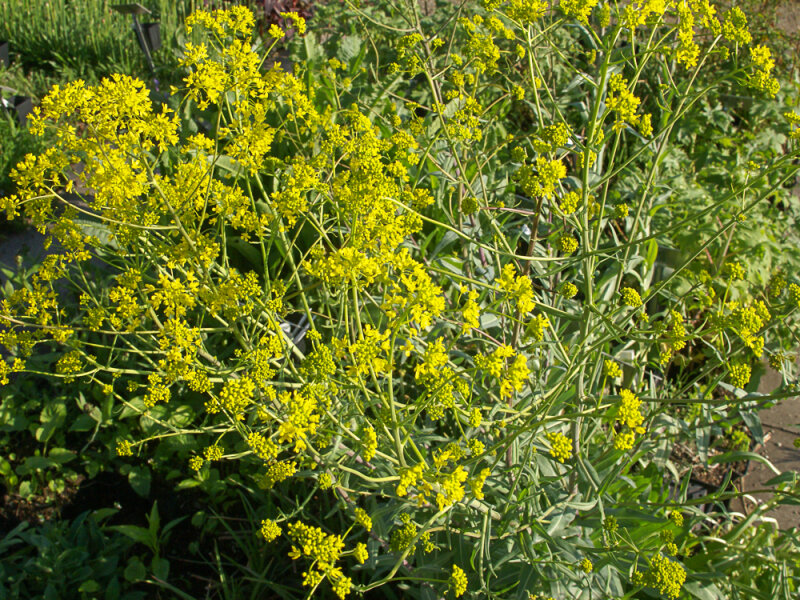 Isatis tinctoria