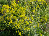 Isatis tinctoria