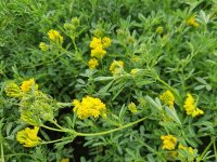 Medicago falcata
