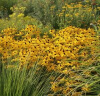 Rudbeckia fulgida var. sullivantii Little Goldstar`®